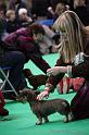 Crufts2011_2 1580